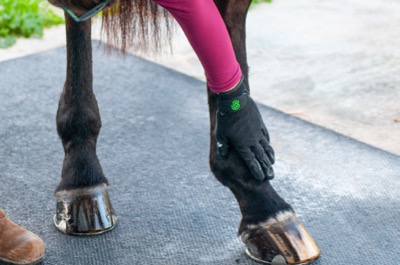 HandsOn Gloves on horse legs_.jpg