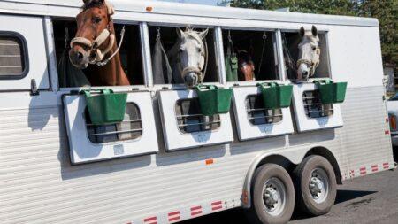 horses with their heads out of a horse trailer