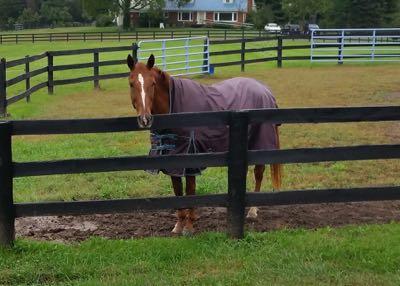 horse in grass paddock in rain sheet blanket