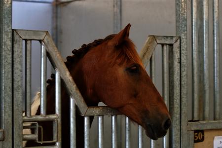 horse at horse show looking out of stall from a yoked stall guard