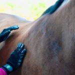 hands on grooming gloves currying a dark horse