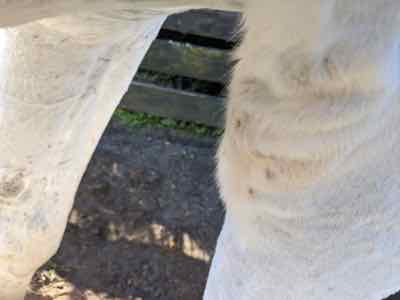 fuzzy elbows on a clipped horse