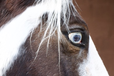 paint horse with blue eye and white forelock