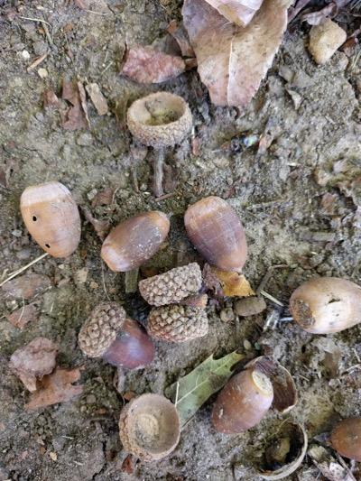 acorns on the ground