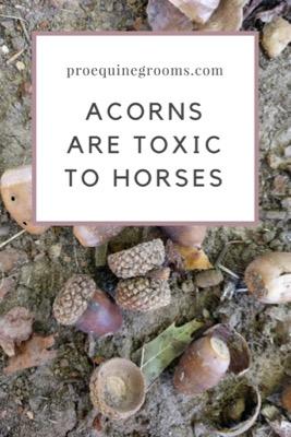 acorns are toxic to horses