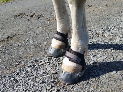 horse wearing hoof boots for exercise