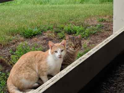 two barn cats