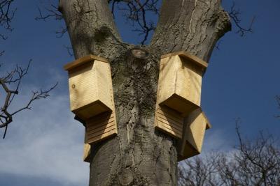 bat houses for insect control