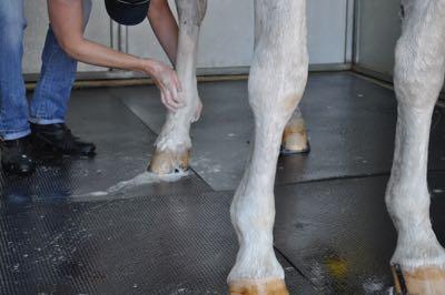 washing a gray horse's legs