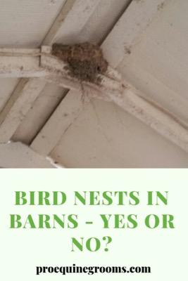 bird nests in the barn