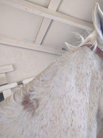 blood stain on horse's neck 