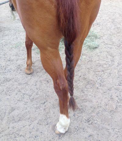 chestnut horse with a tail braid