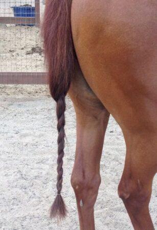 braided tail on chestnut horse