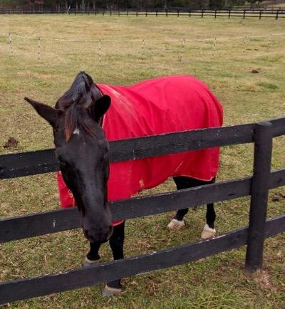 black horse in field with red blanket