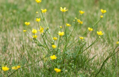 buttercups are toxic and bad tasting to horses