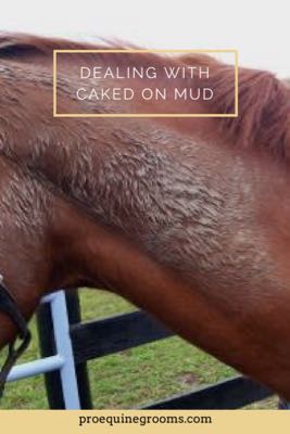caked-on-mud-horse