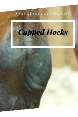 capped hocks in horses