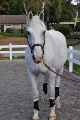 gray horse in black boots with halter
