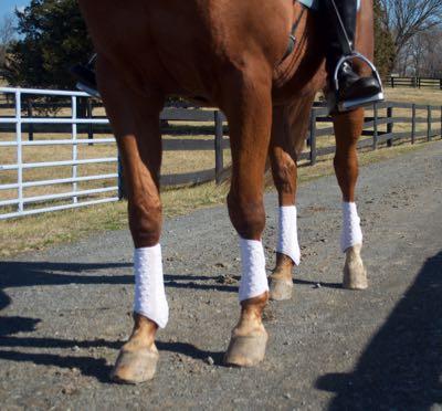 clean-sport-boot-on-horse