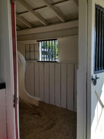 horse in stall with clean walls
