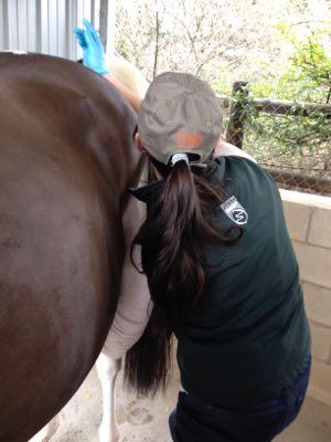 vet tech cleaning the sheath of a horse
