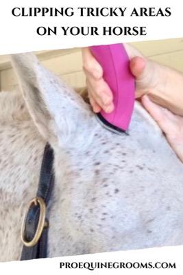 clipping around the forelock up close
