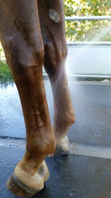 chestnut horse leg that's getting hosed off