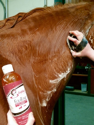 colored shampoo for chestnut horses