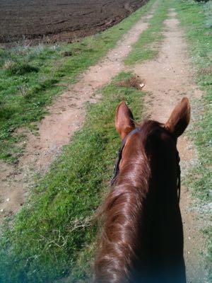 horse on trail ride in big field