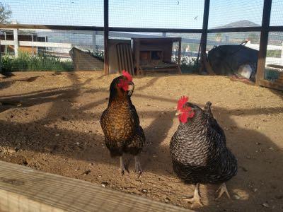 two chickens in a yard