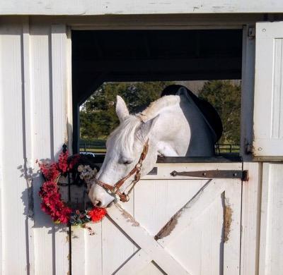 horse eating holiday wreath