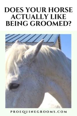does your horse like being groomed