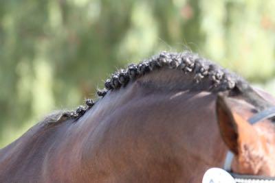 show braids on a bay dressage horse