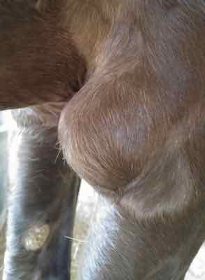 large swelling on elbow of the horse