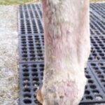lower leg with equine pastern dermatitis scabs