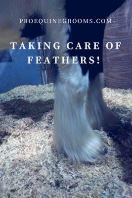 taking care of feathers