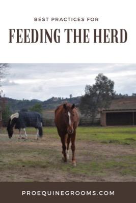 best practices for feeding a herd of horses
