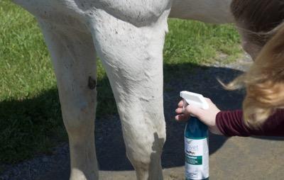 ecovet fly spray on horse's legs