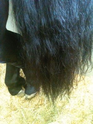 very thick friesian horse tail