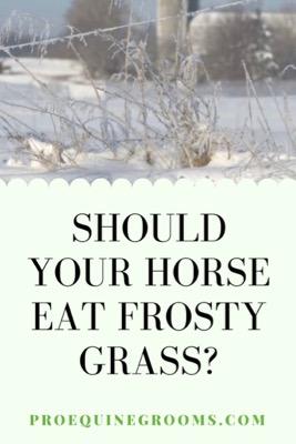 horse eats frosty grass