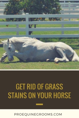 gray horse rolling in the grass