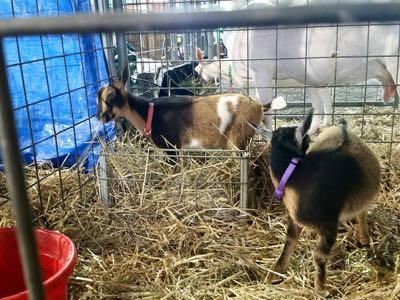 goats at a county fair 