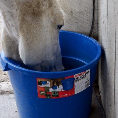 horse drinking from heated bucket in winter
