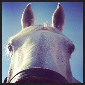 Horse-ears