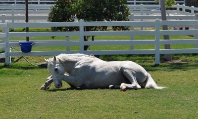 horse-rolling-grass