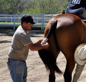 groom wrapping a braided tail at a horse show