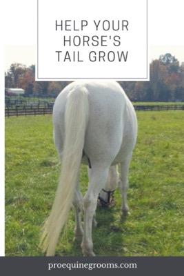 can your horse grow a long tail