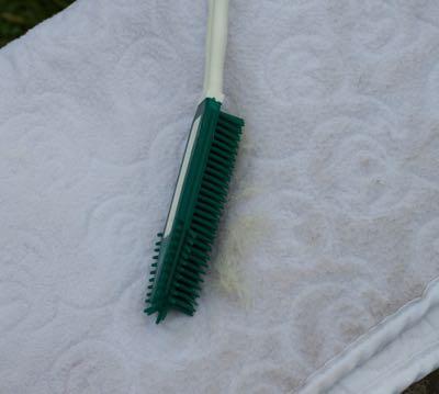 hair removal brush on a saddle pad