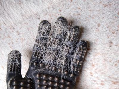 grooming gloves on clipped horse with a few loose hairs