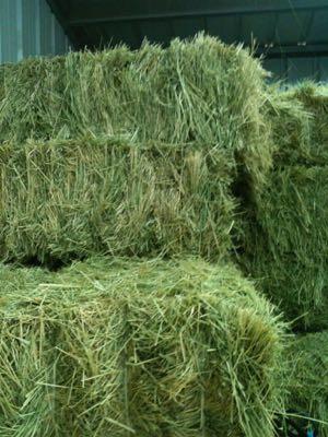 very green timothy hay stacked in a barn